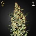 Neville's Haze (Greenhouse Seeds) Femminizzata