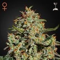 Big Bang (Greenhouse Seeds) femminizzata