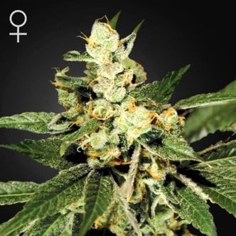 Train Wreck (Greenhouse Seeds) femminizzata