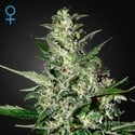 Super Critical Autoflowering (Greenhouse Seeds) femminizzata