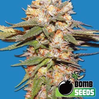 Big Bomb Auto (Bomb Seeds) femminizzata