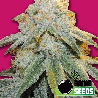 Bubble Bomb (Bomb Seeds) femminizzata