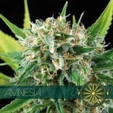 Amnesia (Vision Seeds) femminizzato
