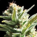 Amnesia (Vision Seeds) femminizzato