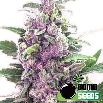 THC Bomb Auto (Bomb Seeds) femminizzata