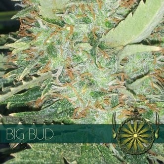 Big Bud (Vision Seeds) femminizzato