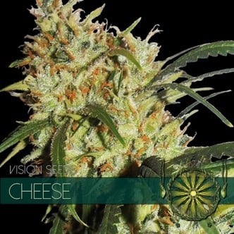 Cheese AKA Gouda's Grass (Vision Seeds) femminizzato