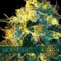 Jack Herer (Vision Seeds) femminizzato