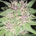 Jack Herer (Vision Seeds) femminizzato