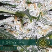 Lowryder (Vision Seeds) femminizzato