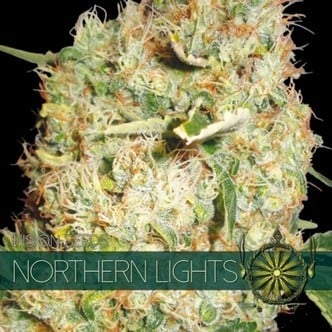 Northern Lights (Vision Seeds) femminizzato