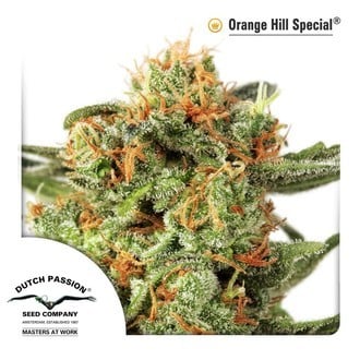 Orange Hill Special (Dutch Passion) femminizzata