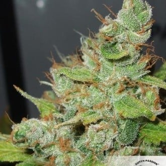 Orange Hill Special (Dutch Passion) femminizzata
