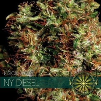 NY Diesel (Vision Seeds) femminizzato