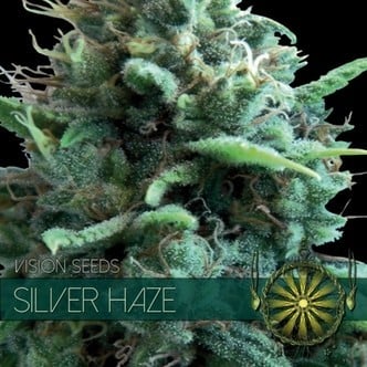 Silver Haze (Vision Seeds) femminizzato