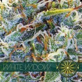 White Widow (Vision Seeds) femminizzato