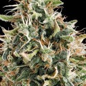 White Widow (Vision Seeds) femminizzato