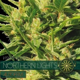 Northern Lights Autoflowering (Vision Seeds) femminizzato