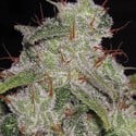 Northern Lights Autoflowering (Vision Seeds) femminizzato