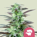 Skunk XL (Royal Queen Seeds) femminizzata