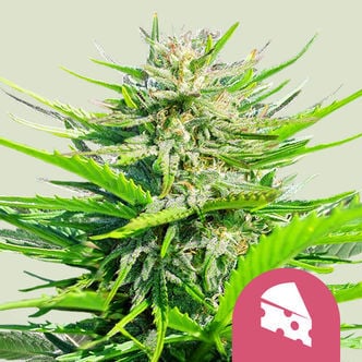 Royal Cheese - Fast Flowering (Royal Queen Seeds) femminizzata