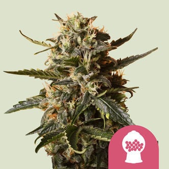 Bubblegum XL (Royal Queen Seeds) femminizzata