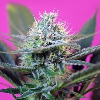 + Speed Auto (Sweet Seeds) femminizzata