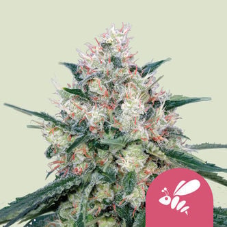 Honey Cream - Fast Flowering (Royal Queen Seeds) femminizzata