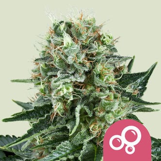 Bubble Kush (Royal Queen Seeds) femminizzata