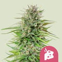 Blue Cheese (Royal Queen Seeds) femminizzata