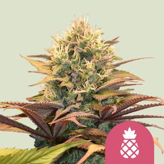 Pineapple Kush (Royal Queen Seeds) femminizzata