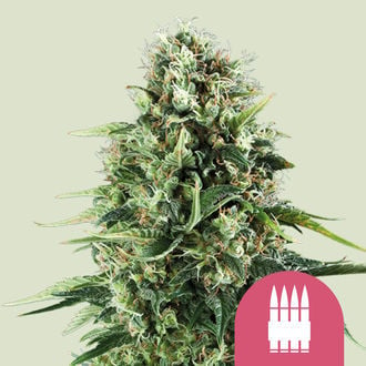 Royal AK (Royal Queen Seeds) femminizzata