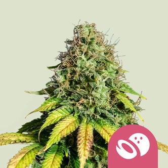 Somango XL (Royal Queen Seeds) femminizzata