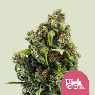 Candy Kush Express - Fast Flowering (Royal Queen Seeds) femminizzata