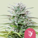 Speedy Chile - Fast Flowering (Royal Queen Seeds) femminizzata