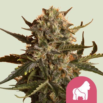 Mother Gorilla (Royal Queen Seeds) femminizzata