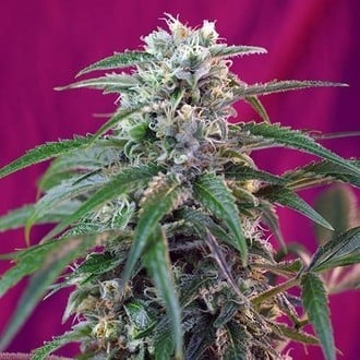 Green Poison Auto (Sweet Seeds) femminizzata