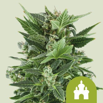 Royal Kush Automatic (Royal Queen Seeds) femminizzata
