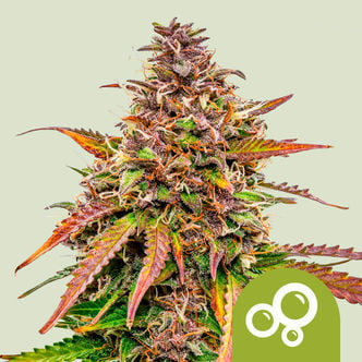 Bubble Kush Automatic (Royal Queen Seeds) femminizzata