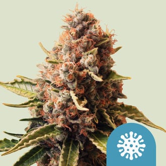 Euphoria (Royal Queen Seeds) femminizzata