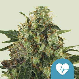 Medical Mass (Royal Queen Seeds) femminizzata