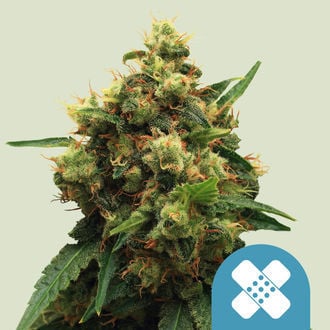 Painkiller XL (Royal Queen Seeds) femminizzata