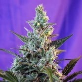 Sweet Skunk Auto (Sweet Seeds) femminizzata