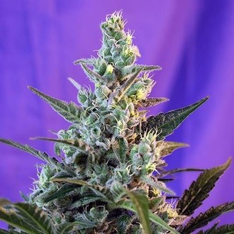 Sweet Skunk Auto (Sweet Seeds) femminizzata