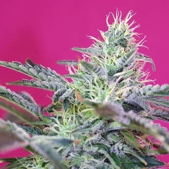 Sweet Cheese Auto (Sweet Seeds) femminizzata