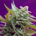 Black Jack Auto (Sweet Seeds) femminizzata