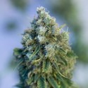 Critical Mass CBD (Dinafem) femminizzata