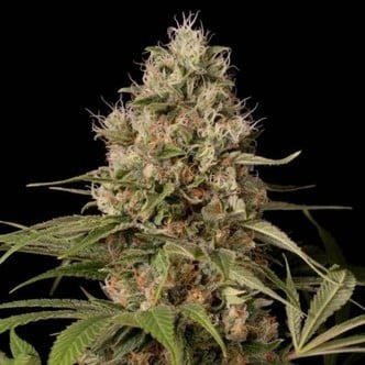 Shark Shock CBD (Dinafem) femminizzata