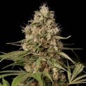 Shark Shock CBD (Dinafem) femminizzata