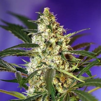 Fast Bud 2 Auto (Sweet Seeds) femminizzata